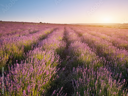 Meadow of lavender at sunset.