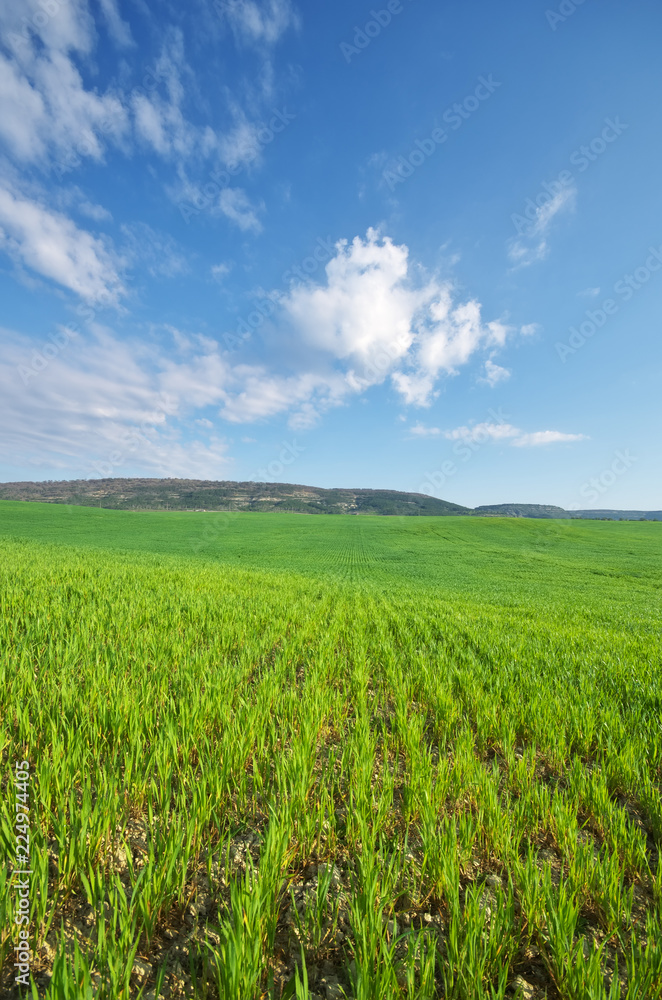 Spring green meadow.