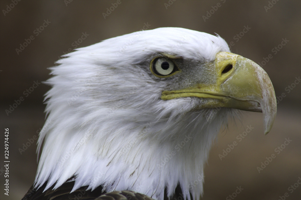 Bald Eagle Closeup Bald Eagle Closeup