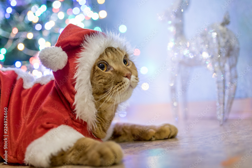 cat in Santa Claus costume
