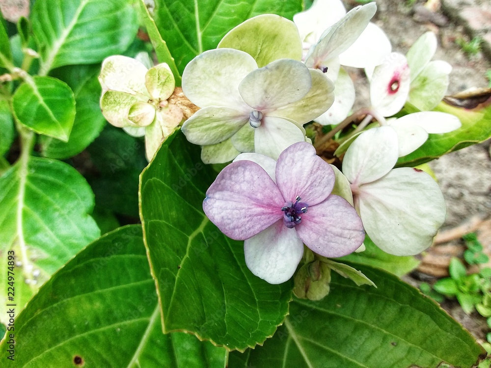 Fototapeta premium beautiful flower at Kundasang highland, Sabah, Malaysia. Close up. Selected focus.
