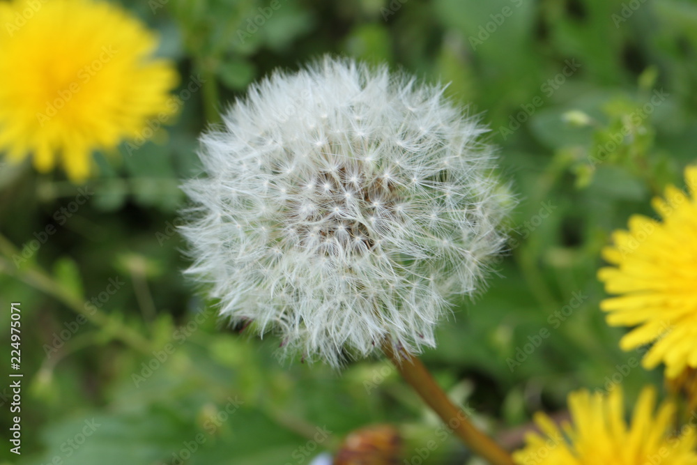 Fototapeta premium たんぽぽ Dandelion