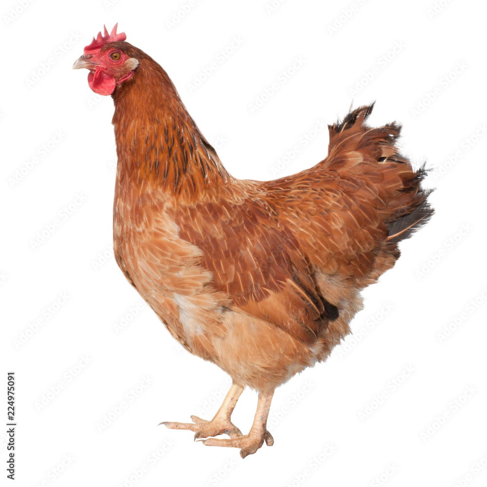 Fototapeta premium Adult brown chicken isolated on white background