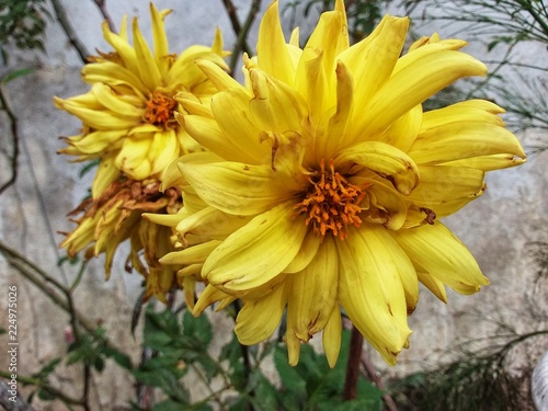  beautiful flower at Kundasang highland, Sabah, Malaysia. Close up. Selected focus.