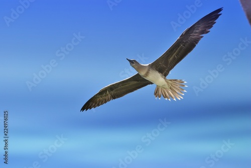 Bird flying in the skies with wings outstretched, in blue background
