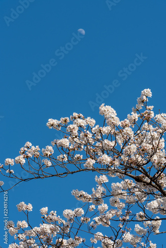 Cherry blossom at Sotobori Park. a famous Tourist spot in Tokyo, Japan. photo