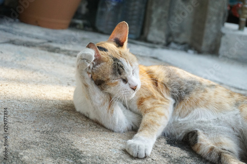 cat has groomimg herself at the roadside photo