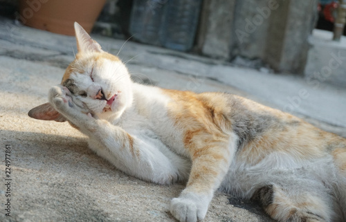 cat has groomimg herself at the roadside photo