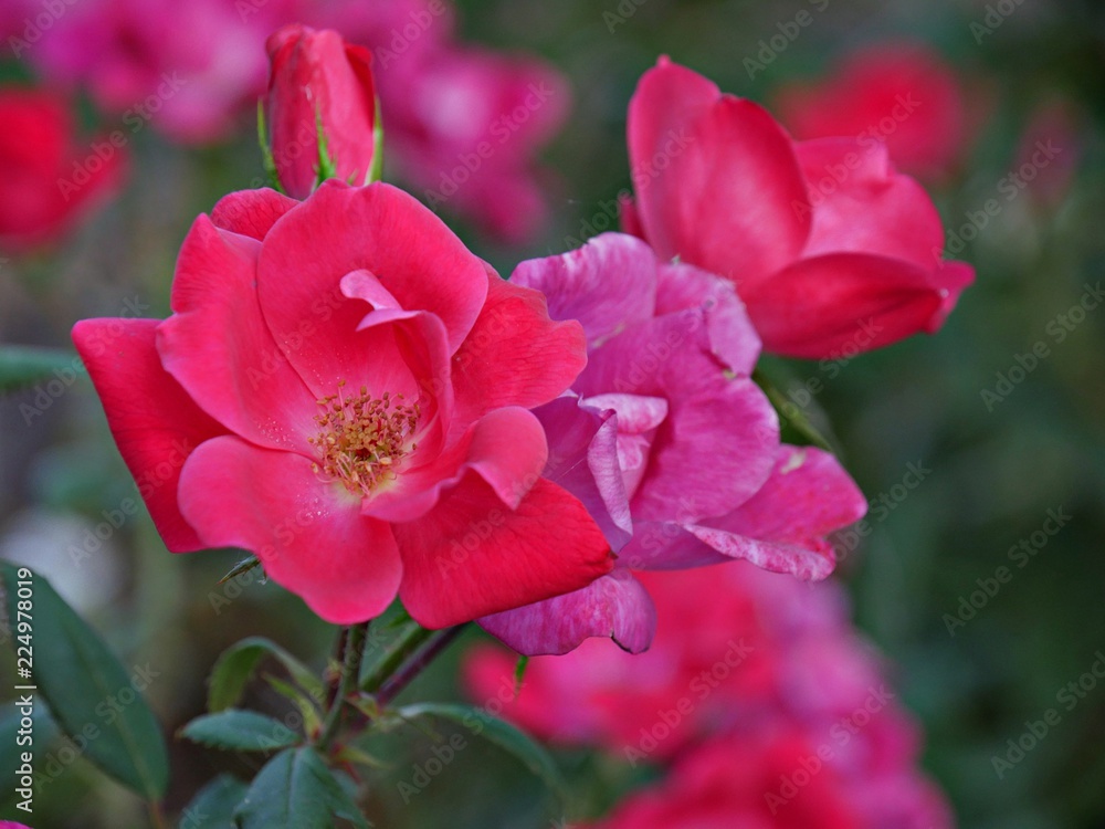 Beautiful petals of small deep pink roses in the garden, in blurred background Beautiful petals of small deep pink roses in the garden, in blurred background