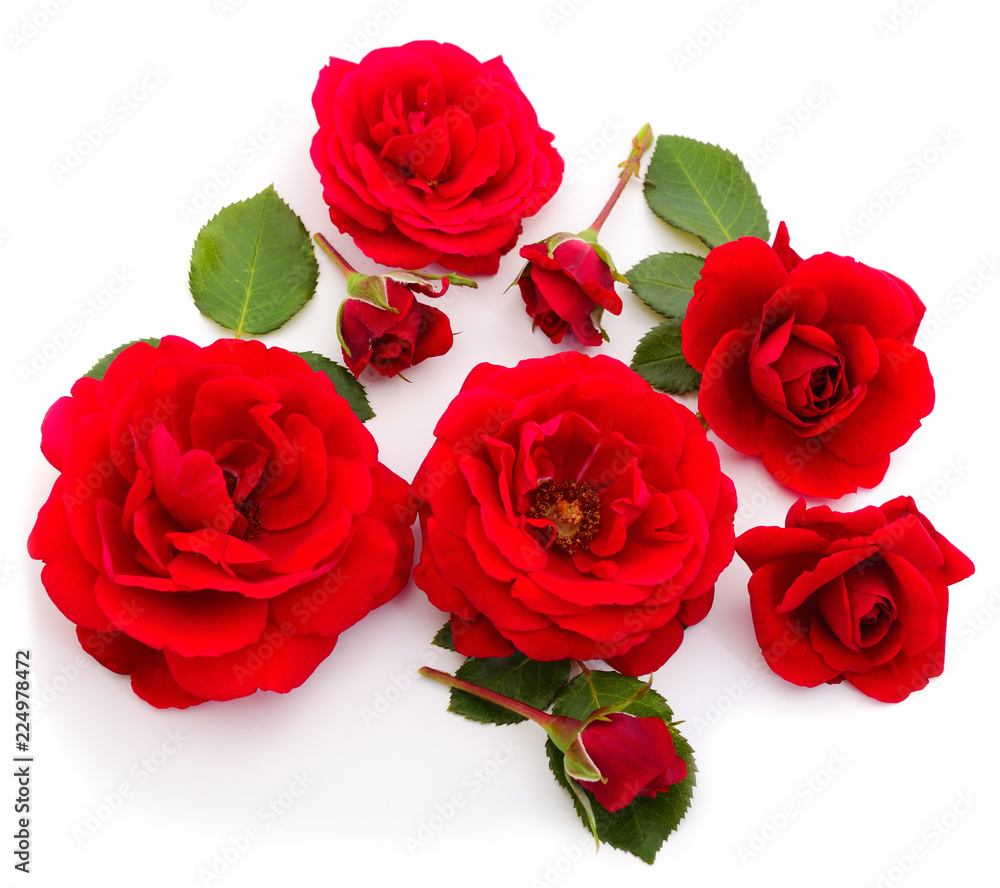 Red beautiful roses. Red beautiful roses.