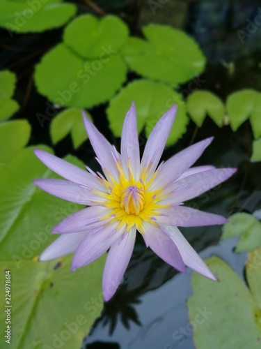 Purple lotus on the water.