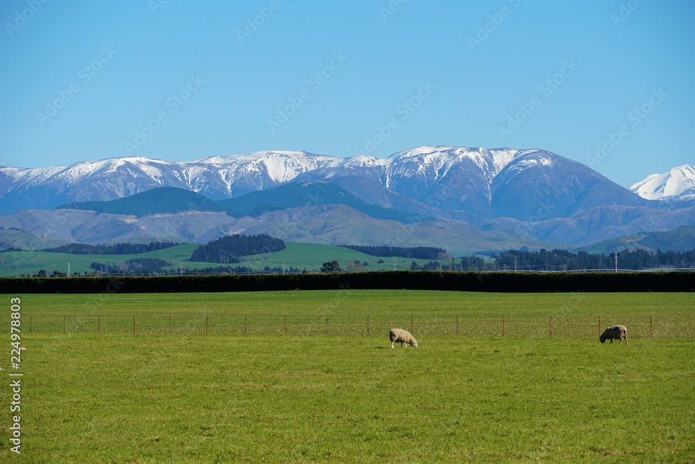 Laming season in New Zealand