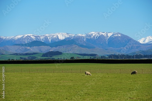 Laming season in New Zealand © Iain