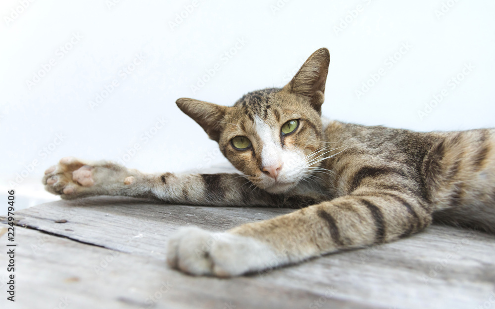 Cute cat is sleeping on wooden table. Cute cat is sleeping on wooden table.