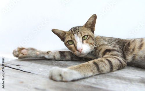 Cute cat is sleeping on wooden table.