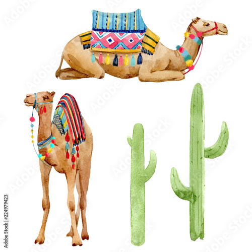 Watercolor camel illustration