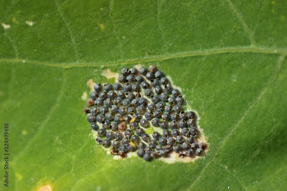 Fototapeta premium Von Erzwespen parasitiertes Gelege der Kohleule (Mamestra brassicae) 