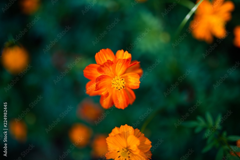 Yellow Daisy Flowers Blooming in Summer Yellow Daisy Flowers Blooming in Summer