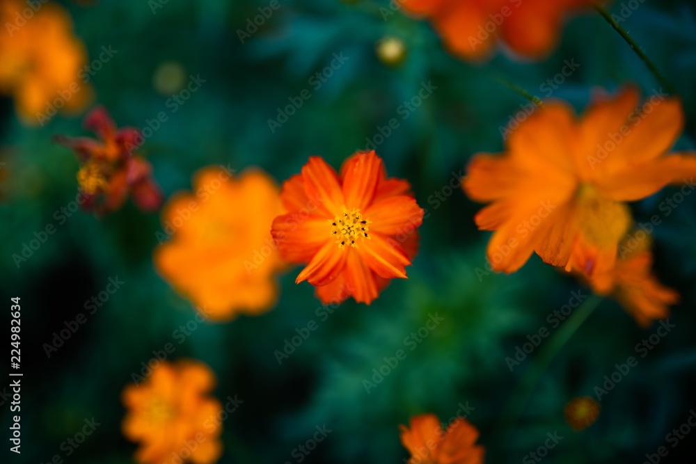 Yellow Daisy Flowers Blooming in Summer Yellow Daisy Flowers Blooming in Summer