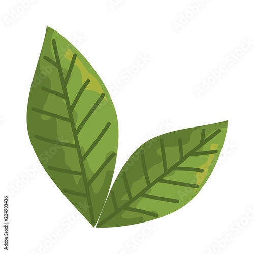 leaf plant ecology icon