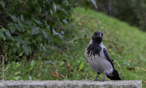 Raven at the park