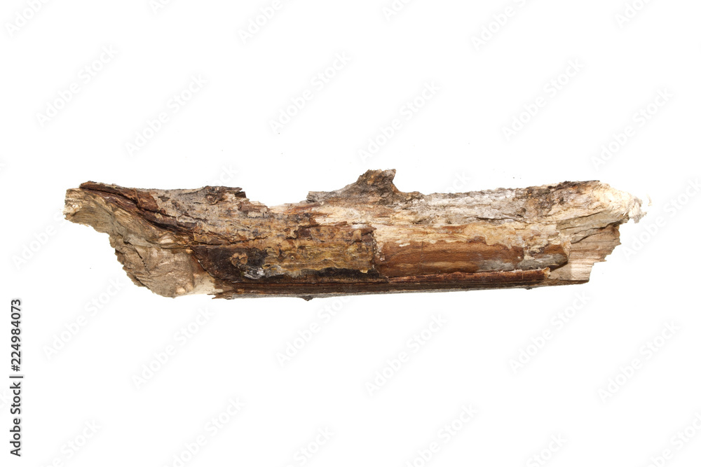 branch isolated on white background branch isolated on white background