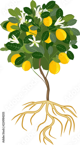 Young flowering lemon tree with ripe fruits and root system on white background