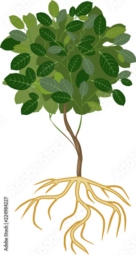 Young deciduous tree with green crown and root system on white background
