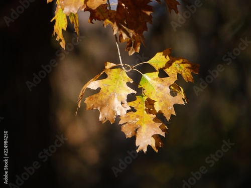 Leaves turning brown and dead after showing off their colors, ready to fall to the ground in autumn. photo