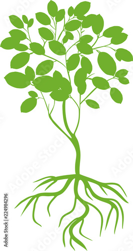 Silhouette of young deciduous tree with green crown and root system on white background