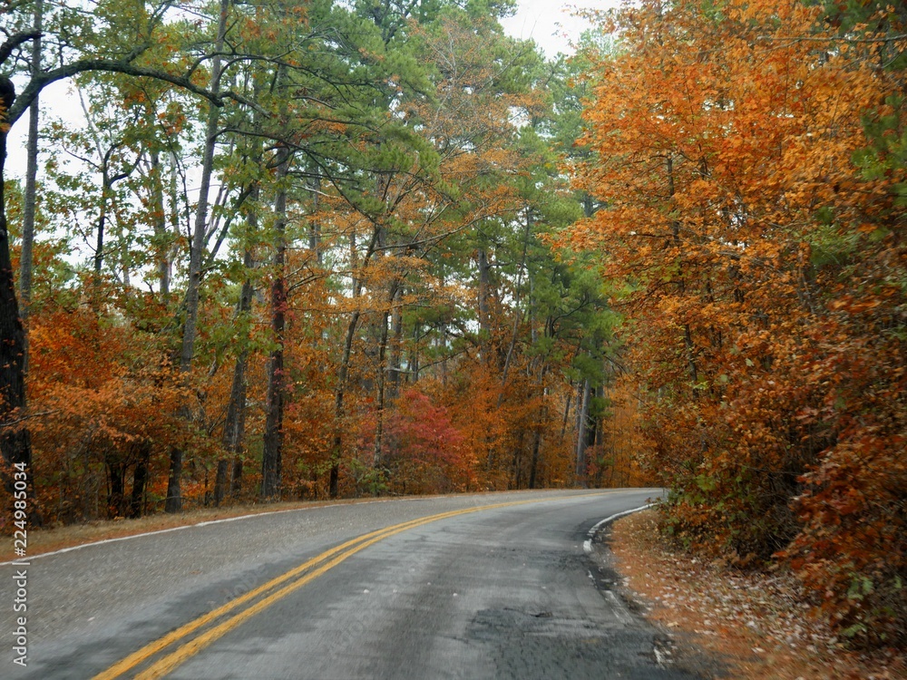 Colorful foliage along a curved paved road in autumn season