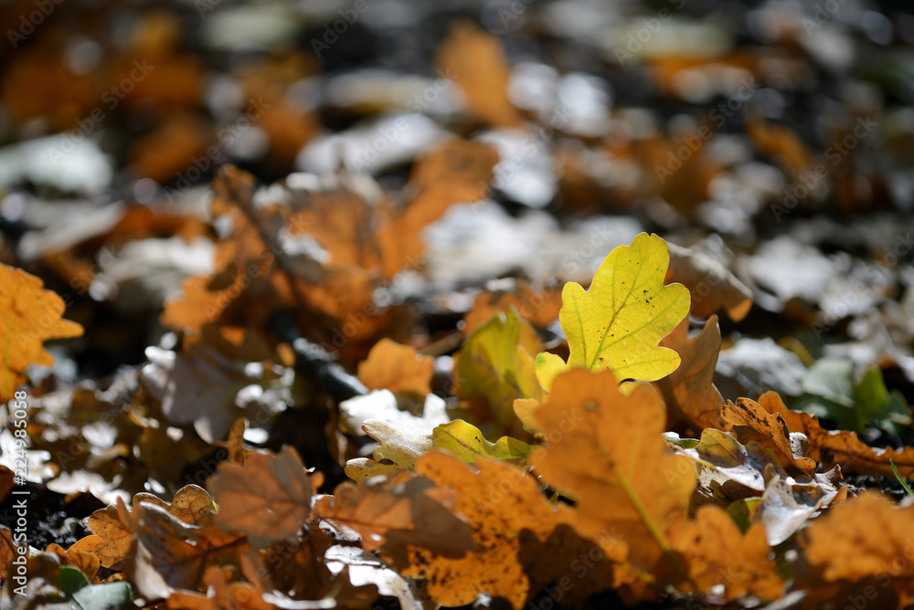 Oak leaves illuminated by the sun, on the ground of an autumn park close up
