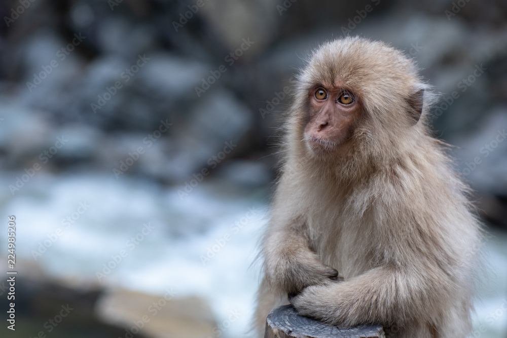 Young japanese macaque sitting by the side of the hot pool, enjoying the warmth Young japanese macaque sitting by the side of the hot pool, enjoying the warmth