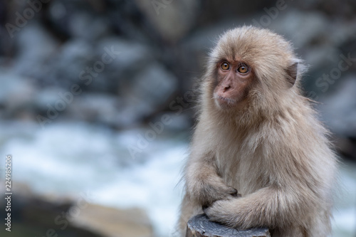 Young japanese macaque sitting by the side of the hot pool, enjoying the warmth © Zen Photography