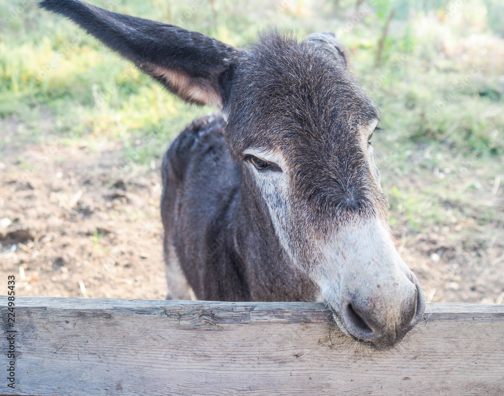 Fototapeta premium Young donkey