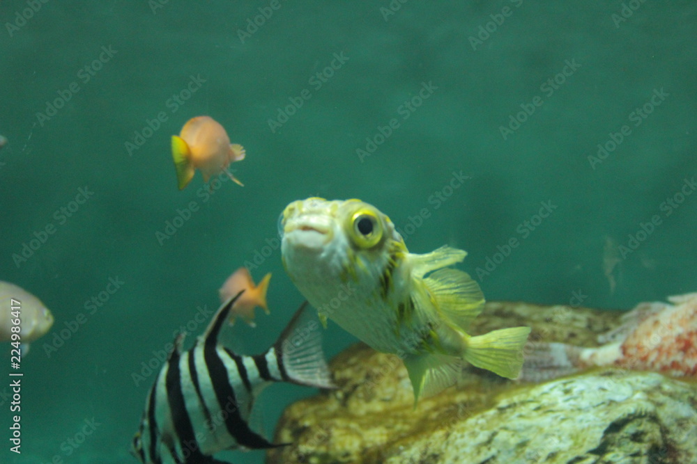 Naklejka premium 魚