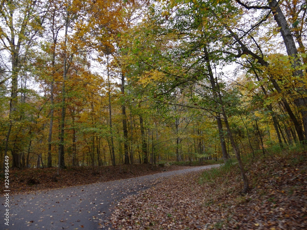 Paved road covered with fallen leaves and colorful trees in a state park 
