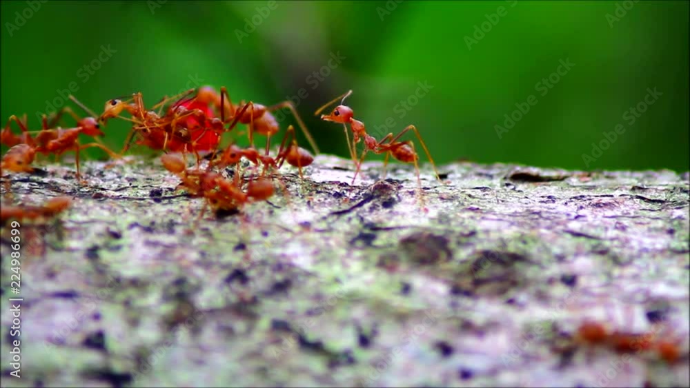 Close up video of a colony of big fire ants on a crawling on a branch of a tree Close up video of a colony of big fire ants on a crawling on a branch of a tree
