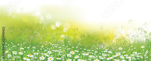 Vector nature  background, daisy  flowers field.