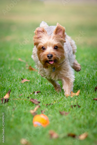 Yorkshire Terrier Chasing a Ball