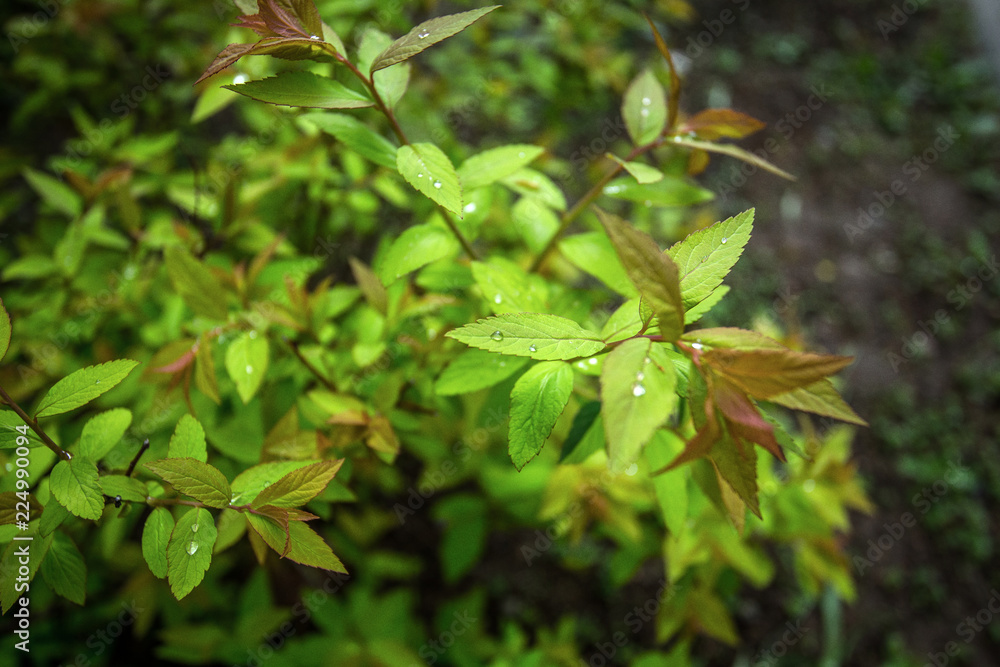 dew drops on green leaves. the view from the top. soft focus dew drops on green leaves. the view from the top. soft focus