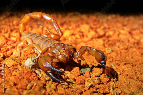 Scorpion in Australia