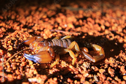 Scorpion in Australia