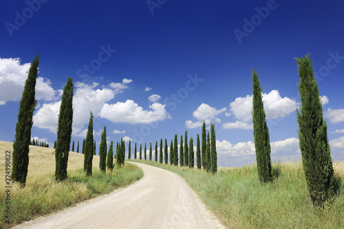 Idyllic view  dirt road and row of green cypresses