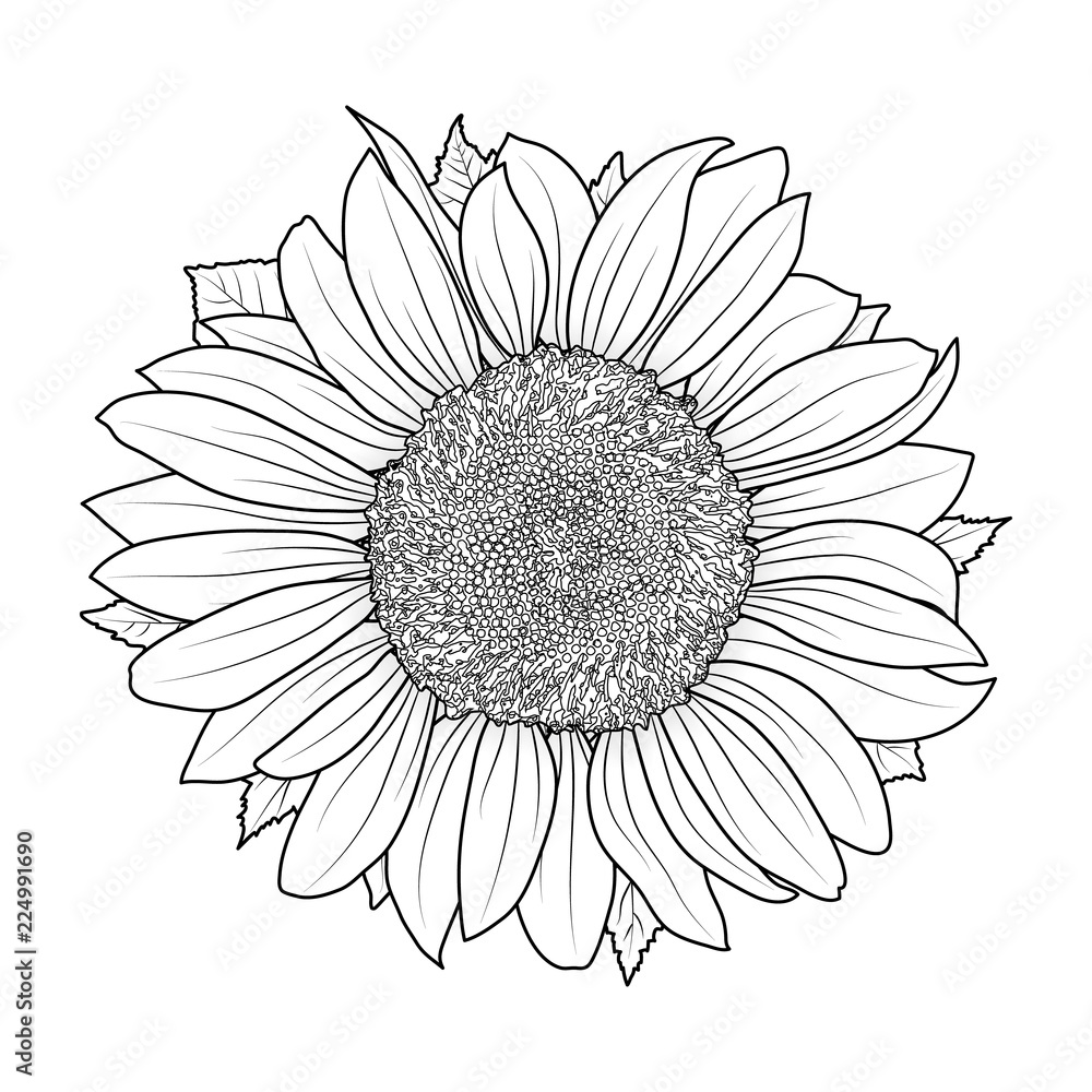 Sunflower for coloring book vector