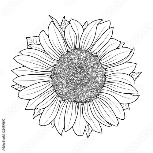 Fototapeta Naklejka Na Ścianę i Meble -  Sunflower for coloring book vector