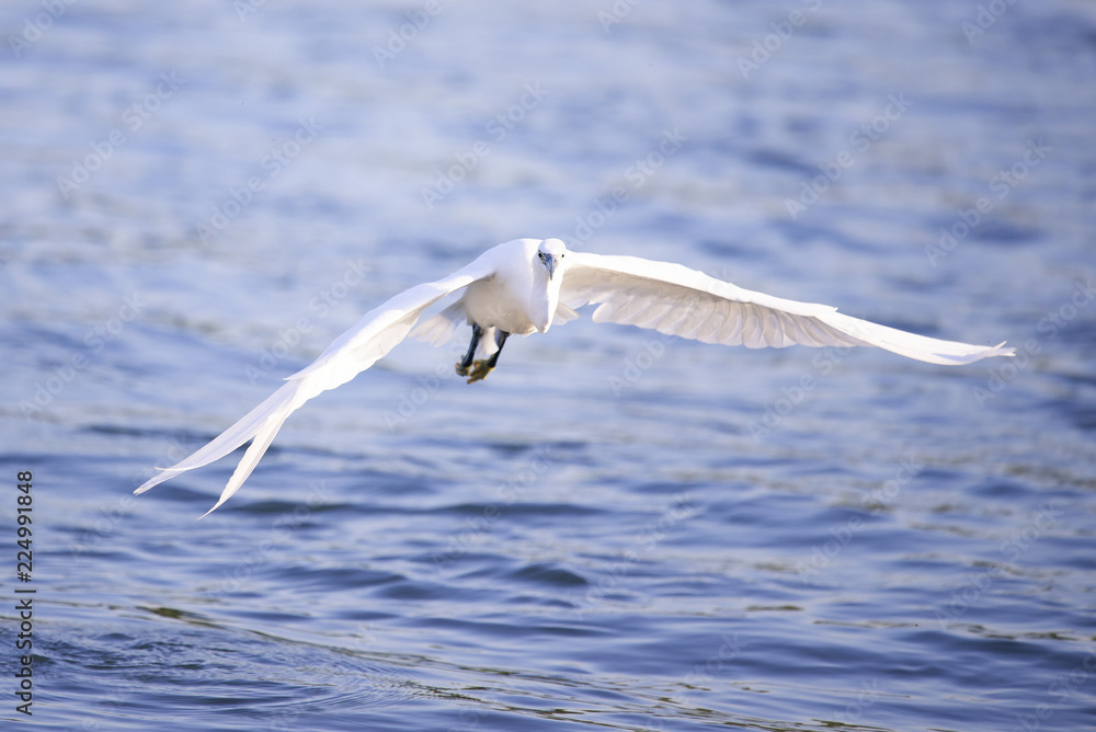 Little egret flies above a river.