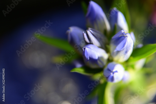 gentia autumn bellflower photo