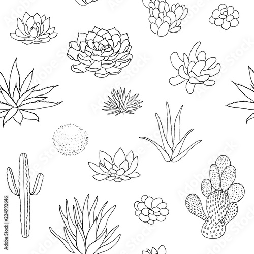 Succulent seamless pattern, hand drawn vector illustration. outline sketch chalk style