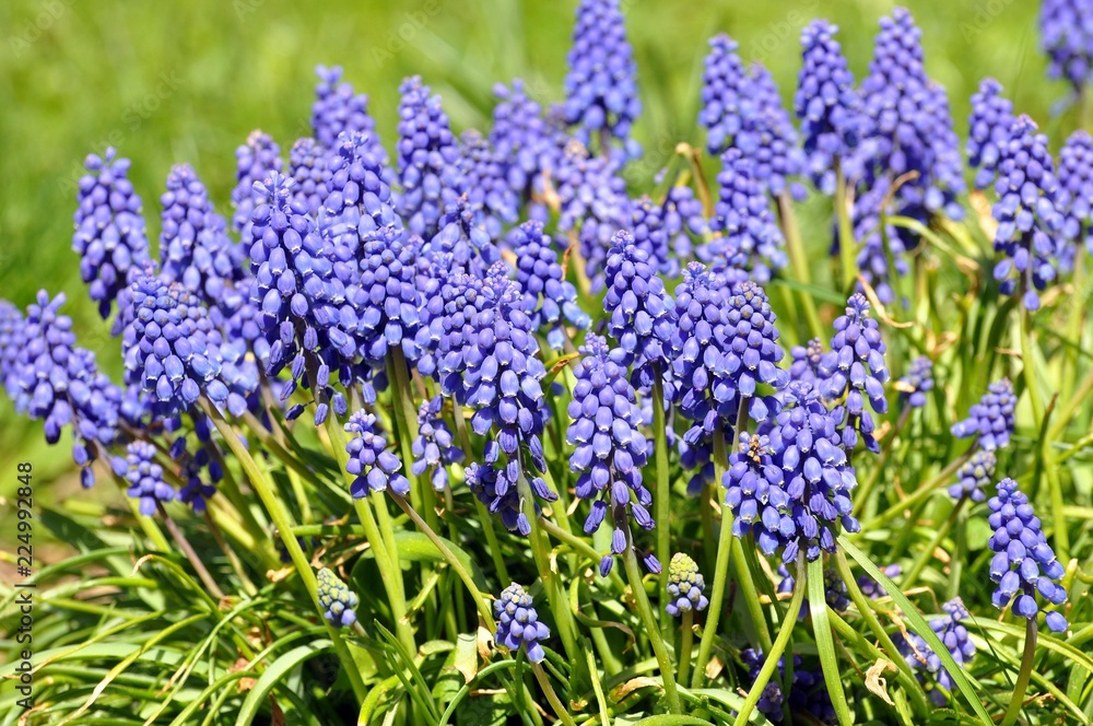 Fototapeta premium Traubenhyazinthen im Garten